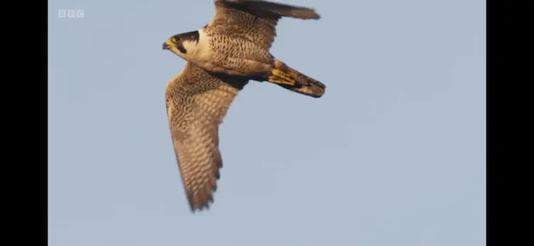Peregrine falcon (Falco peregrinus peregrinus) as shown in Wild Isles - Woodland